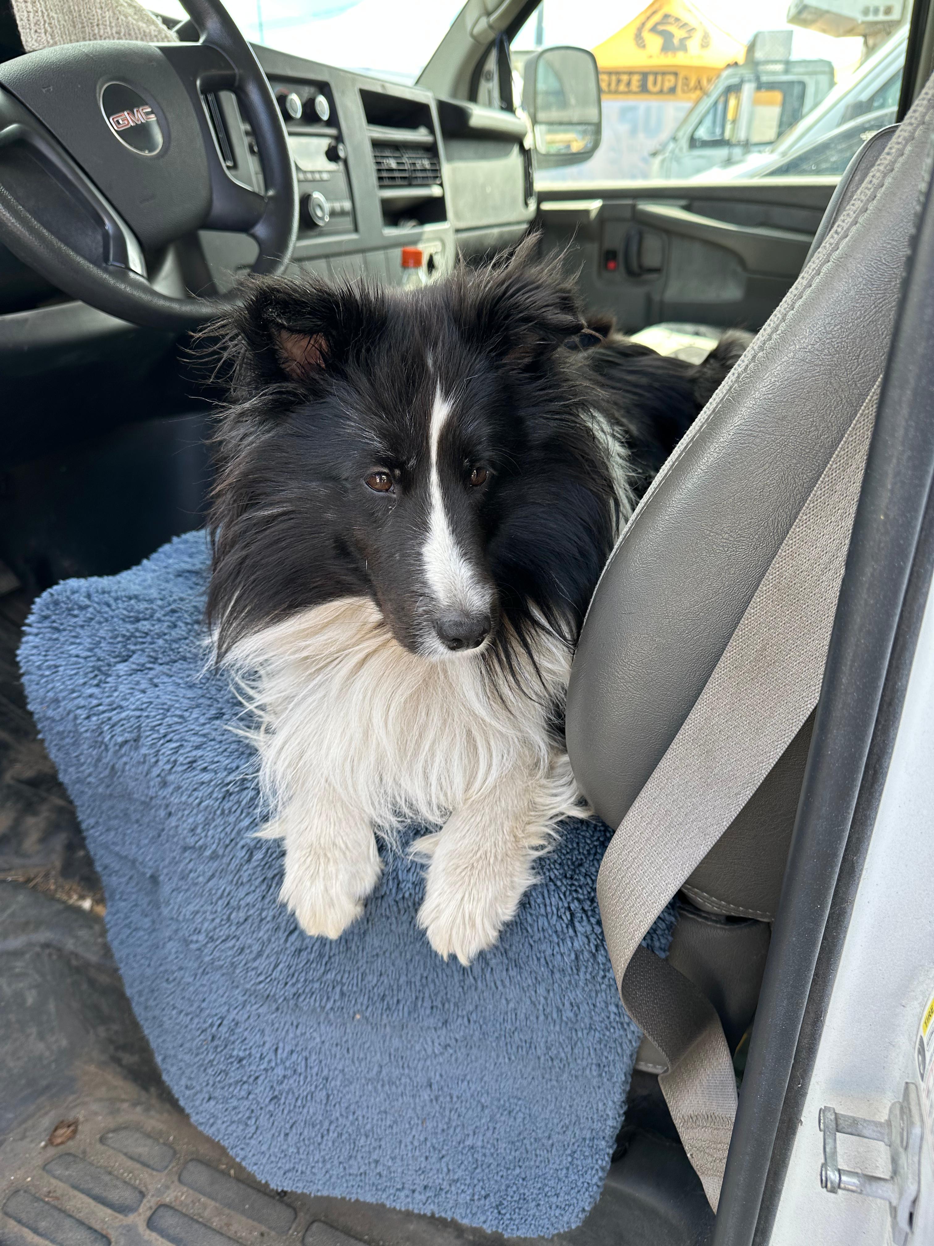 Breezy the farm dog from Tierra Vegetables at the Ferry Building Farmers Market